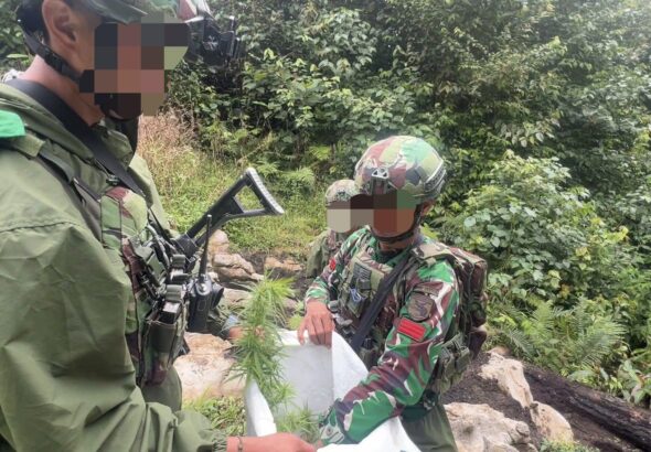 Tim Gabungan Satgas Damai Cartenz, Polres Pegunungan Bintang dan TNI Temukan Ladang Ganja dalam Patroli Taktis