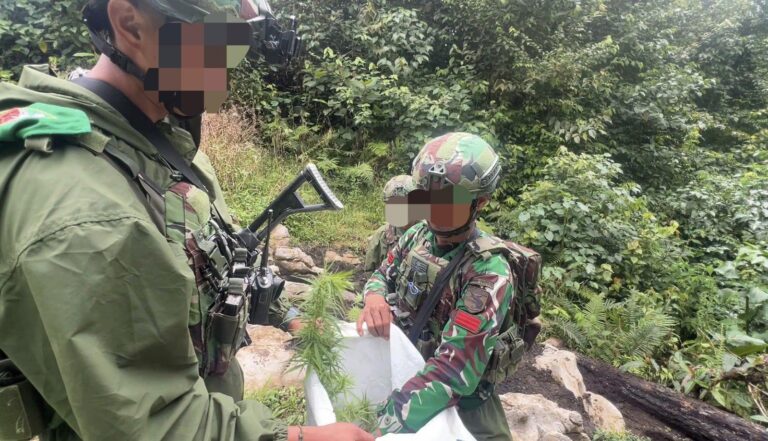 Tim Gabungan Satgas Damai Cartenz, Polres Pegunungan Bintang dan TNI Temukan Ladang Ganja dalam Patroli Taktis