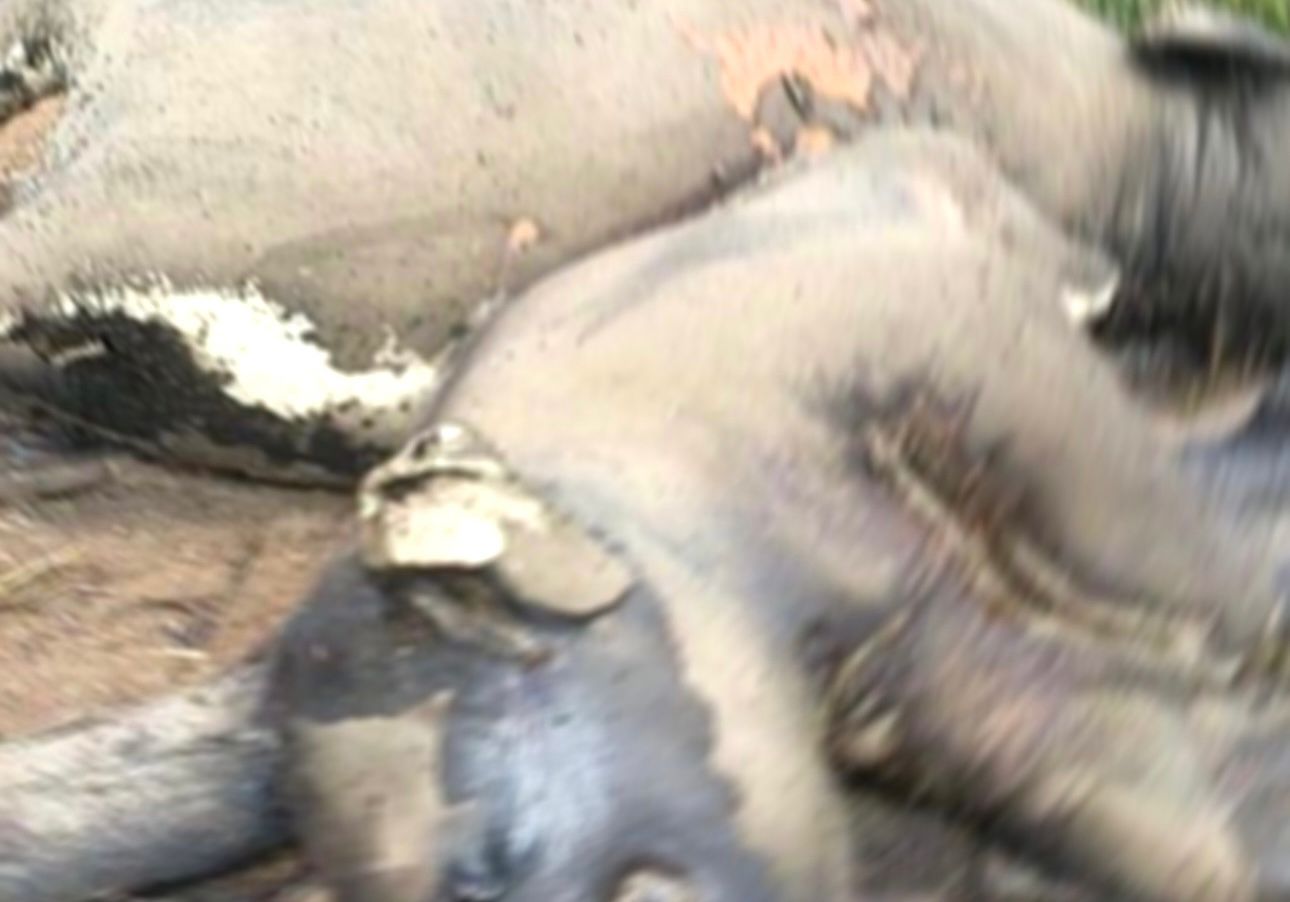 Kapolres Mukomuko Perintahkan Jajarannya Selidiki Penyebab Kematian Dua Gajah